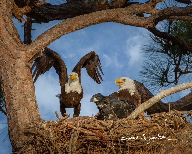 TSJ_20120215_3570-2.jpg :: Bald Eagles in the Nest