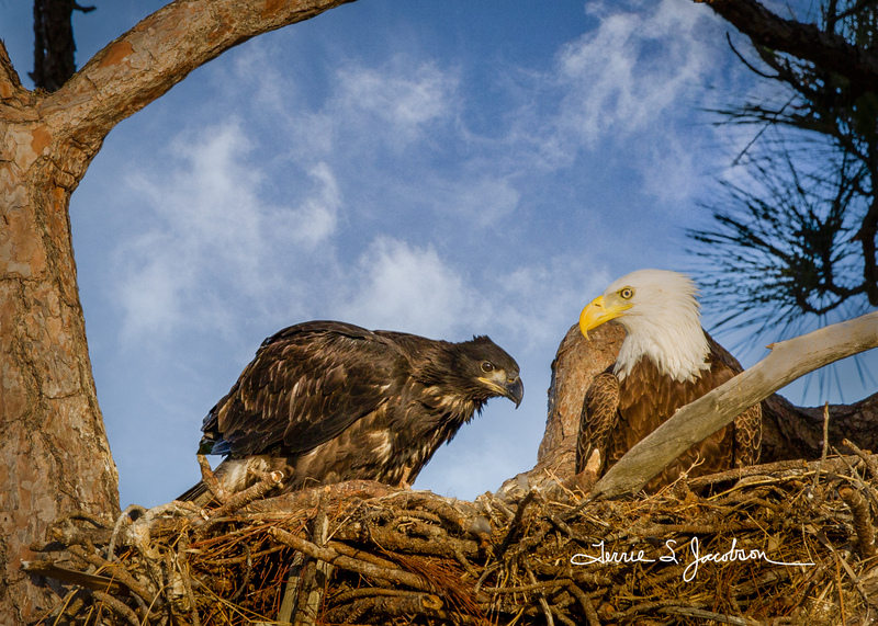 TSJ_20120215_3594(1).jpg :: Bald Egle with Juvenile