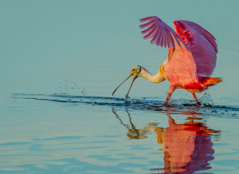 TSJ_20120216_3777-2(1).jpg :: Roseate Spoonbill-Feeding