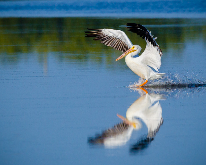 TSJ_20120216_4019(1).jpg :: White Pelican- Landing on Glass