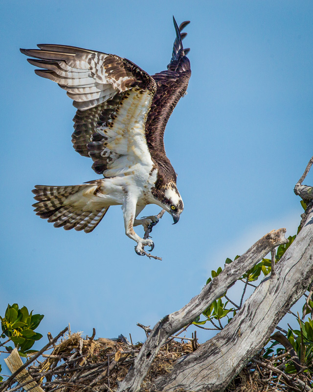 TSJ_20120216_4207(1).jpg :: Osprey Fixing the Nest