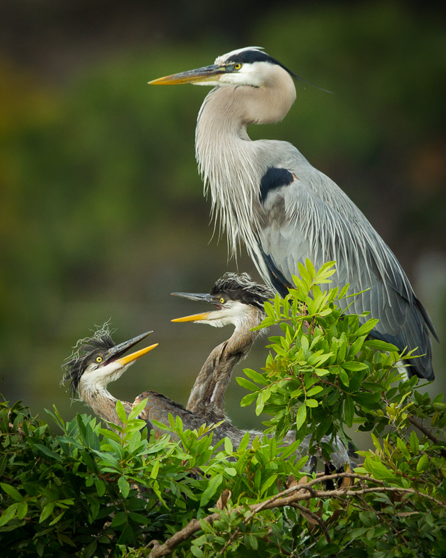 TSJ_20120217_5438(1).jpg :: Great Blue Heron- With Young