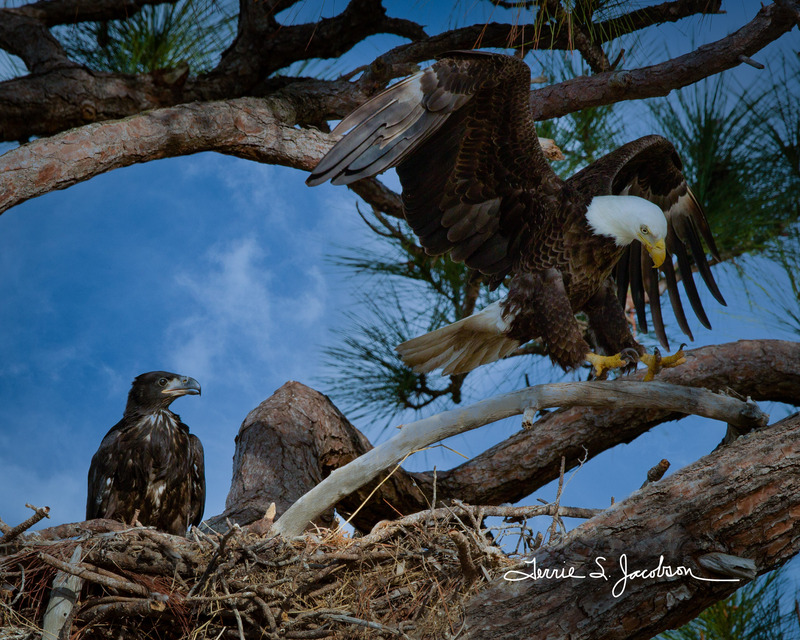 TSJ_20120218_7632(1).jpg :: Bald Eagle with Juvenile in the Nest
