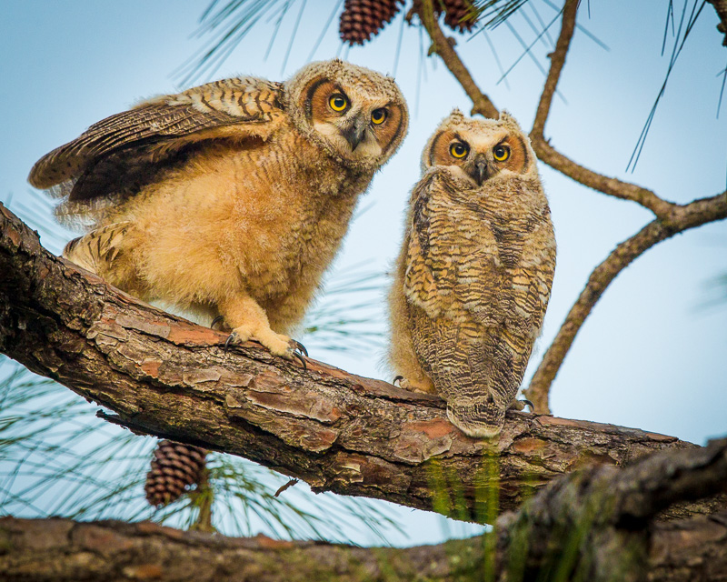 TSJ_20120221_0954(1).jpg :: Great Horned Owl Young First Day out of the Nest