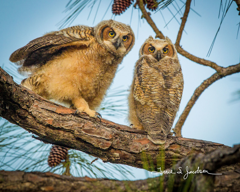 TSJ_20120221_0954(2).jpg :: Great Horned Owl Young First Day out of the Nest
