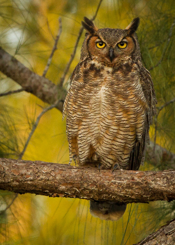 TSJ_20120221_1004(1).jpg :: Great Horned Owl