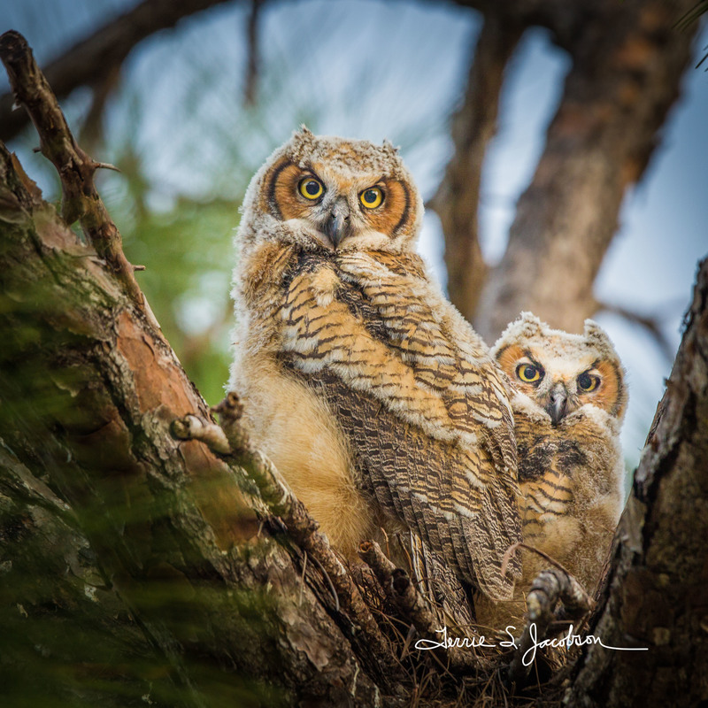 TSJ_20120221_1051(1).jpg :: Great Horned Owl Young in the Nest-3