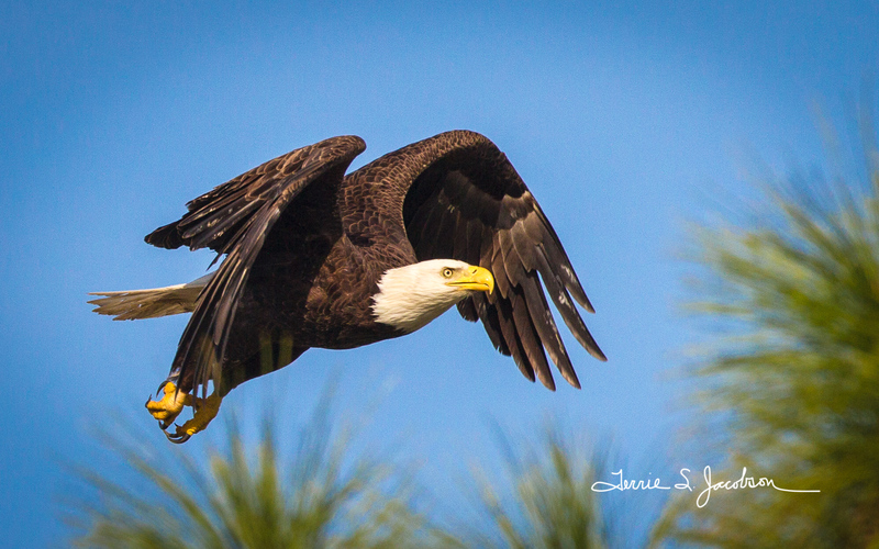 TSJ_20120221_1283(1).jpg :: Bald Eagle in Flight - Close - up