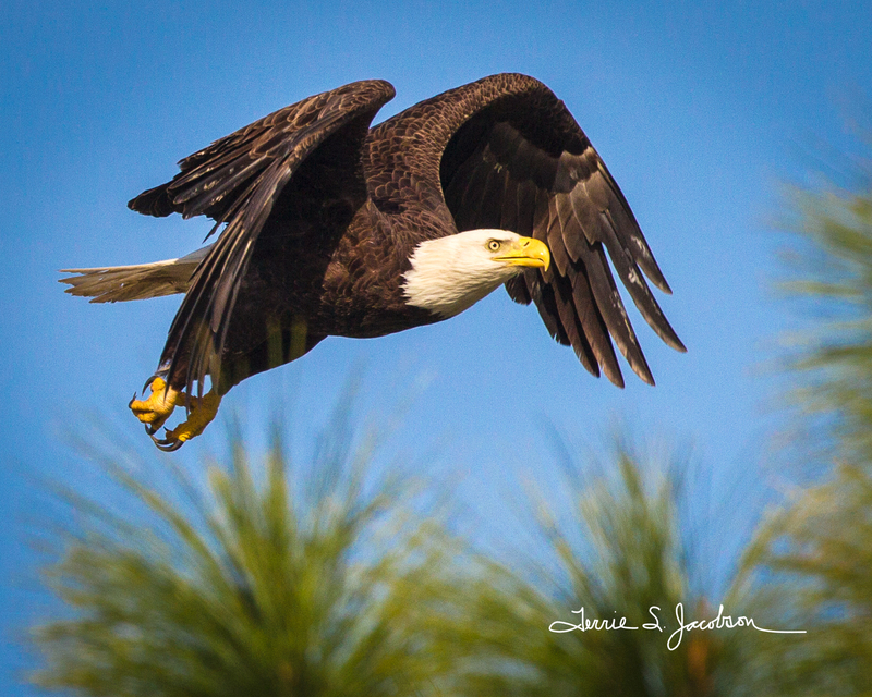 TSJ_20120221_1283(2).jpg :: Bald Eagle in Flight - Close - up