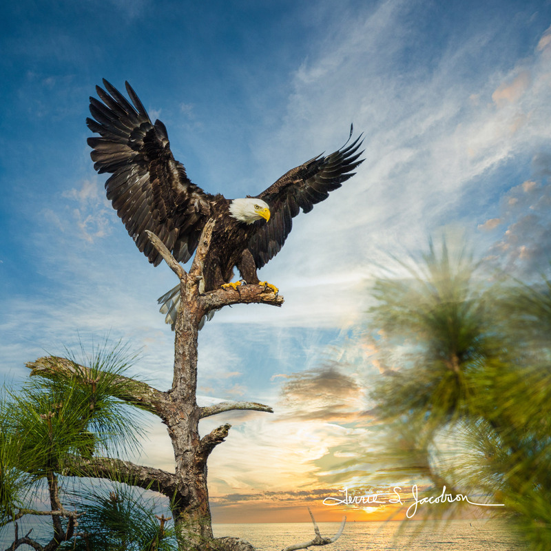 TSJ_20120221_1285(1).jpg :: Bald Eagle - Good Landing