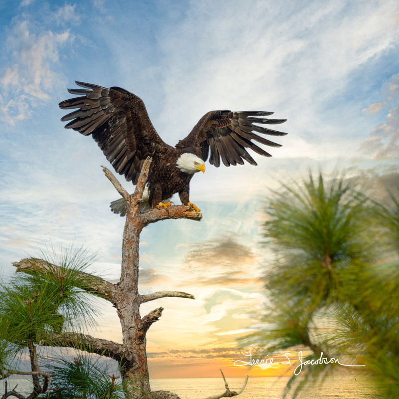 TSJ_20120221_1286(2).jpg :: Bald Eagle