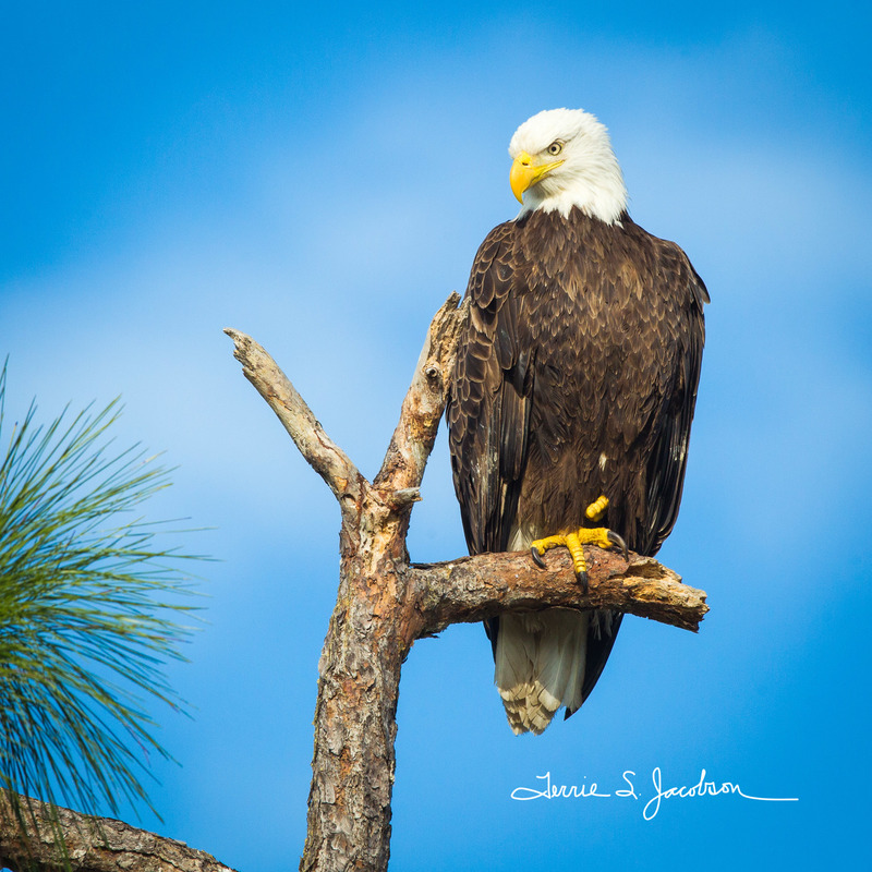 TSJ_20120221_1302(1).jpg :: Bald Eagle - Relaxing
