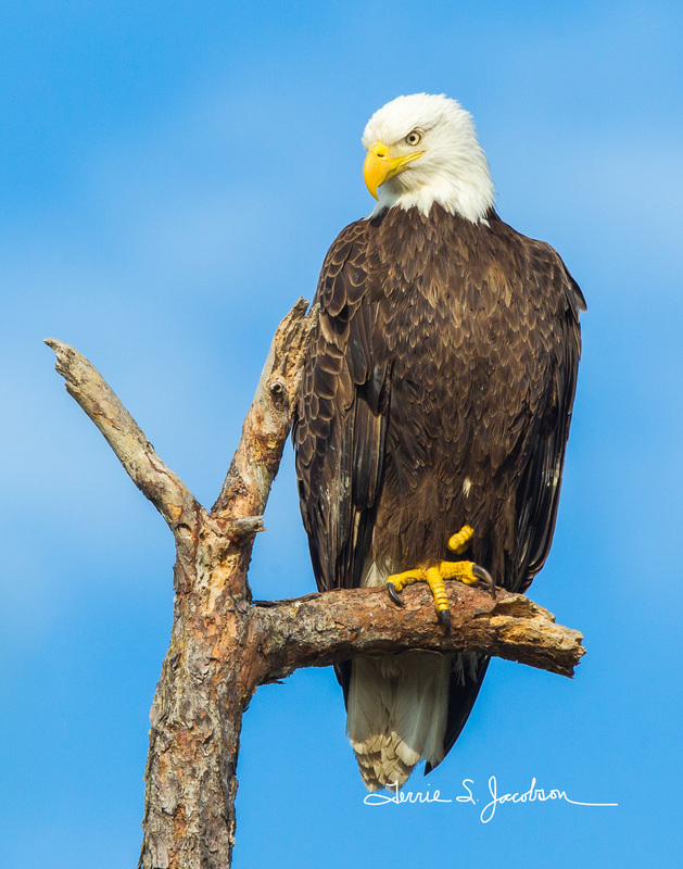 TSJ_20120221_1302(2).jpg :: Bald Eagle