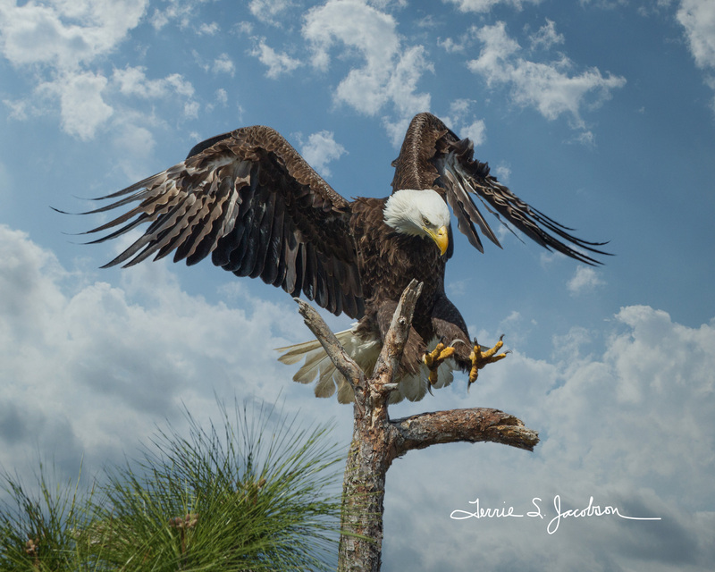 TSJ_20120221_1530(1).jpg :: bald Eagle - Good Landing- 3