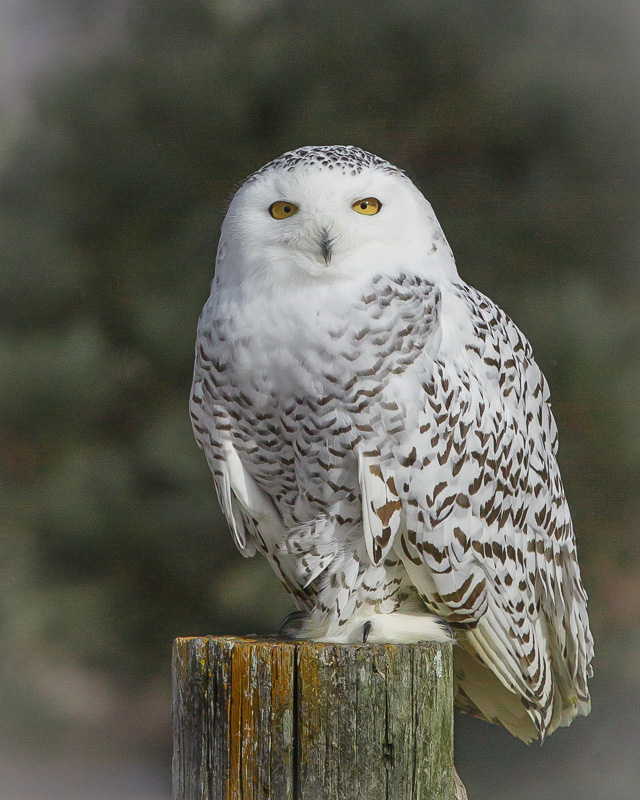 TSJ_20120304_3012(1).jpg :: Snowy Owl- 2