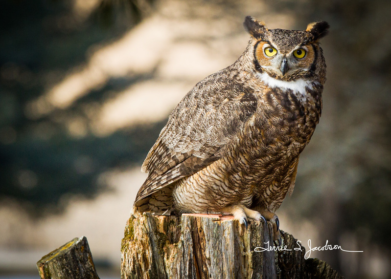 TSJ_20120304_3322(1).jpg :: Great Horned Owl- 3