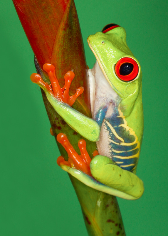 TSJ_20130224_0201-2(1).jpg :: Red Eyed Tree Frog