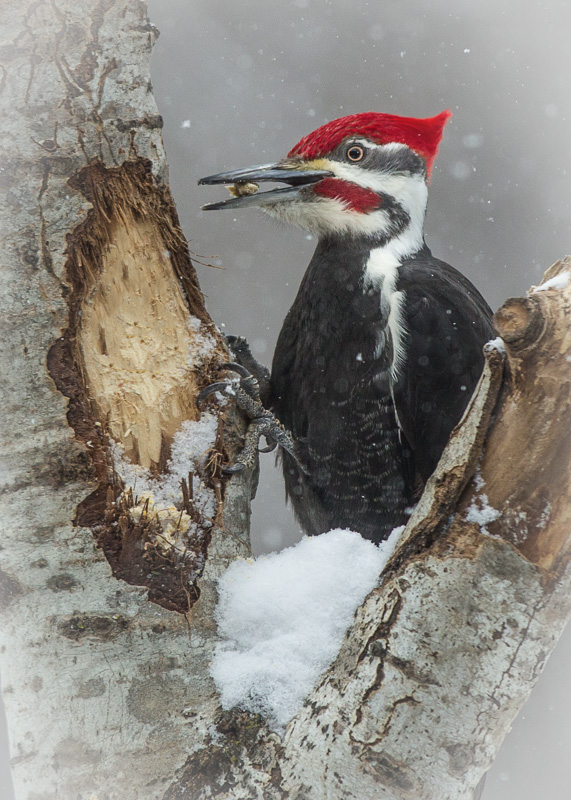 TSJ_20130318_7932(1).jpg :: Pileated Woodpecker eating a snack
