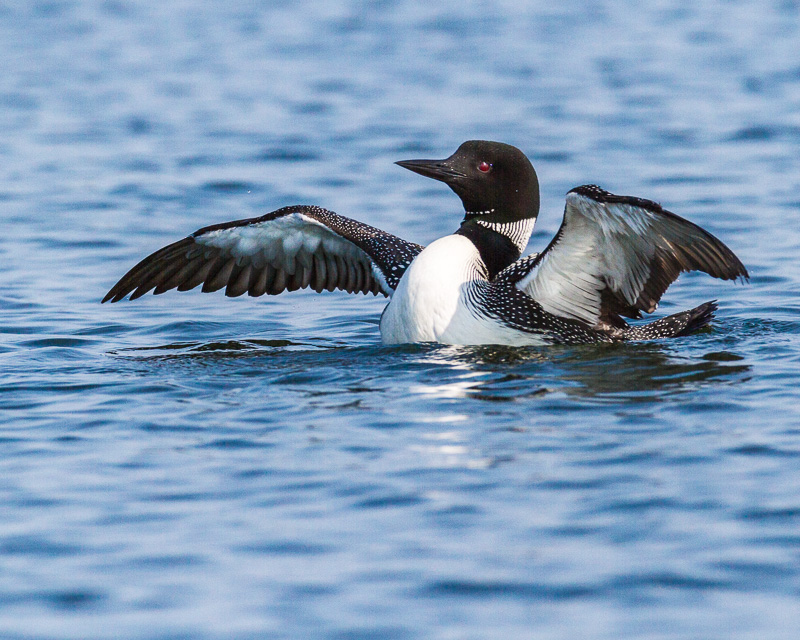 TSJ_20130704_3461(1).jpg :: Common Loon