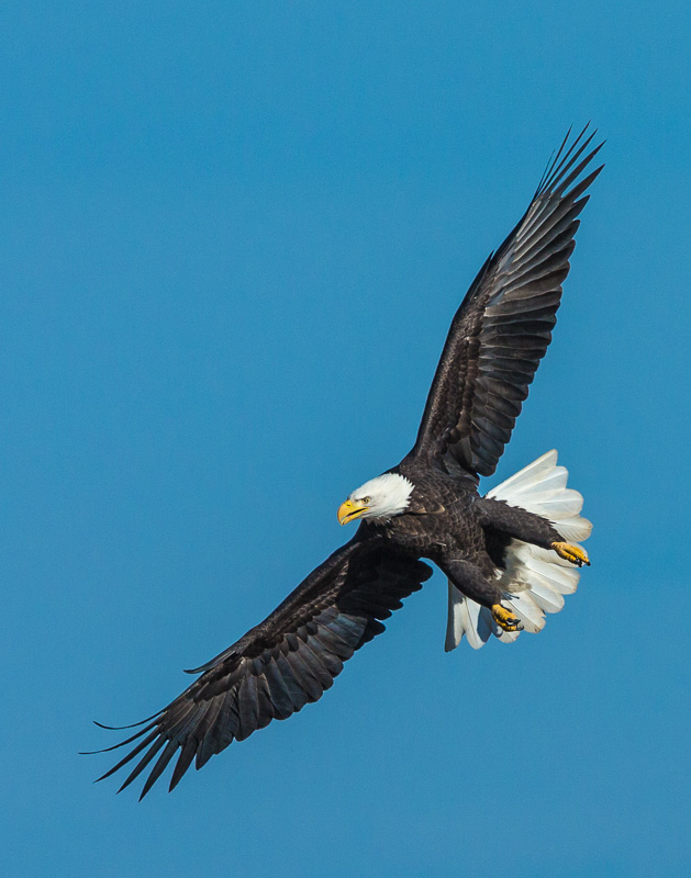 TSJ_20131024_2422(1).jpg :: cComing in for a Landing- Bald Eagle