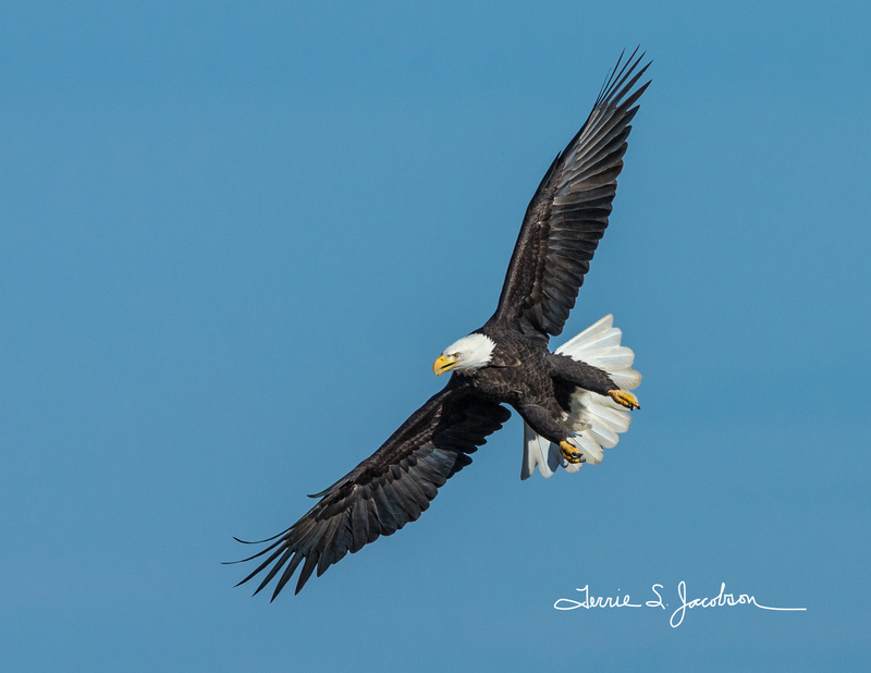 TSJ_20131024_2422(2).jpg :: cComing in for a Landing- Bald Eagle
