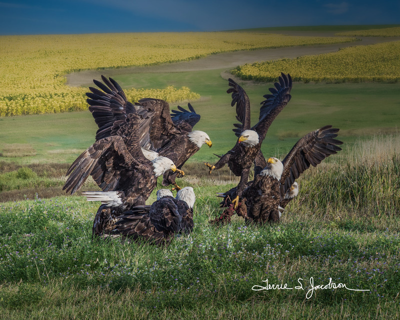 TSJ_20131102_6717_A02(1).jpg :: Bald Eagles fighting over food