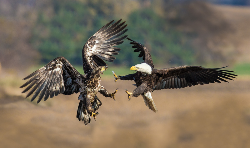 TSJ_20131102_7059_1-2(1).jpg :: Mature and Immature Bald Eagles