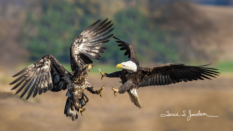 TSJ_20131102_7059_1-2(2).jpg :: Mature and Immature Bald Eagles