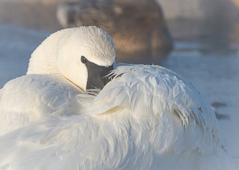 TSJ_20140202_2304.jpg :: Trumpeter Swan: Keeping Warm