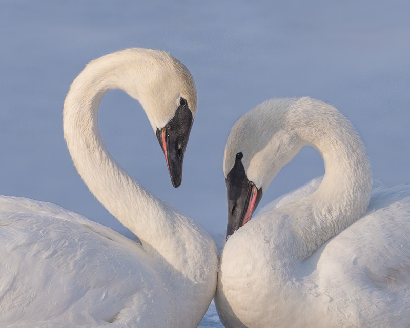 TSJ_20140202_2333_2(1).jpg :: Tender Moments: Trumpeter Swans