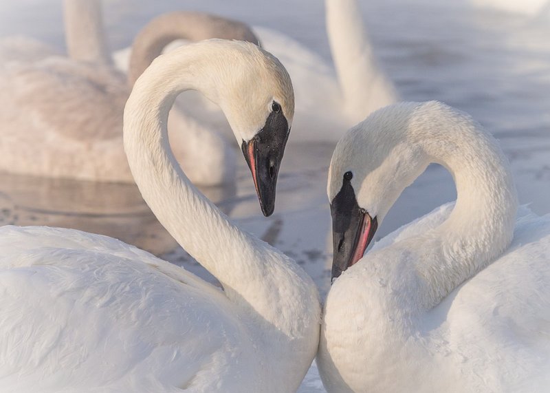 TSJ_20140202_2333.jpg :: Tender Moments: Trumpeter Swans