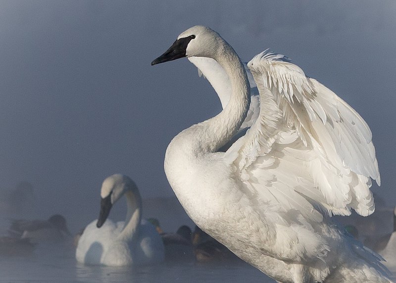 TSJ_20140202_2426.jpg :: Trumpeter Swan: Foggy Day