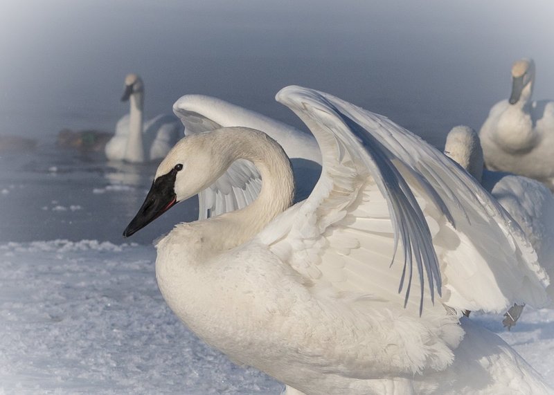 TSJ_20140202_2455.jpg :: Trumpeter Swan