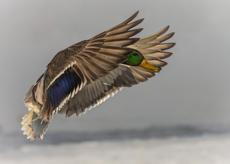 TSJ_20140202_2685.jpg :: Mallard: Coming in for a Landing