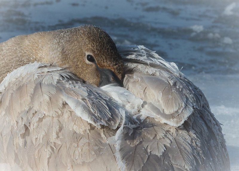 TSJ_20140202_2786.jpg :: Juvenile Trumpeter Swan