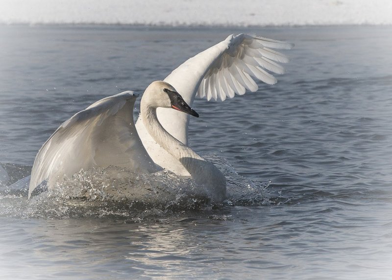 TSJ_20140202_29611.jpg :: \