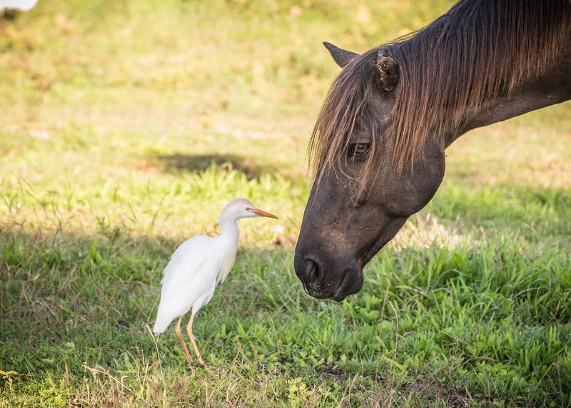 TSJ_20140222_4385.jpg :: Good Friends: Cowbird with Horse