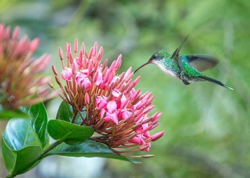 TSJ_20140223_4909.jpg :: Vervain Hummingbird of Jamaica