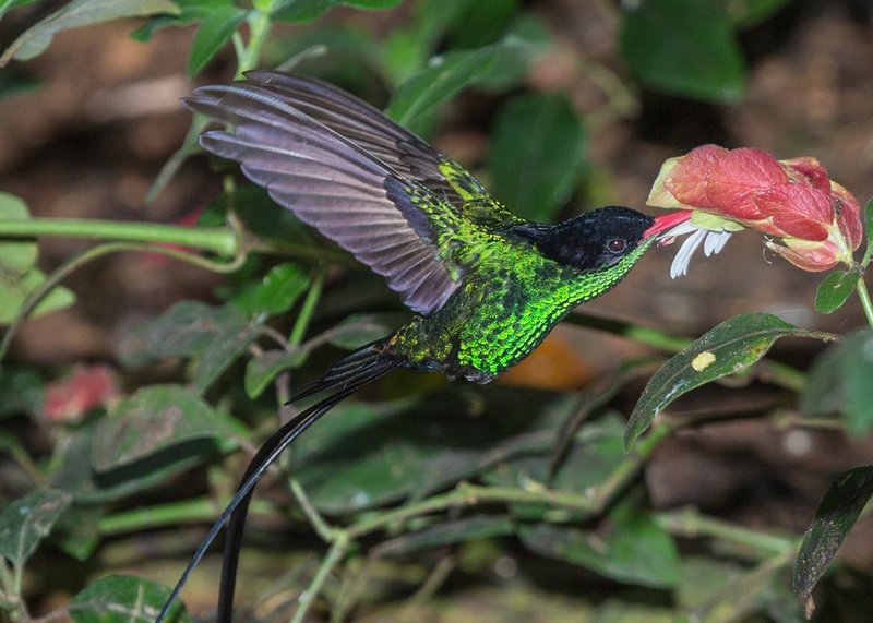 TSJ_20140226_5414.jpg :: Red-billed Streamertail or Doctorbird