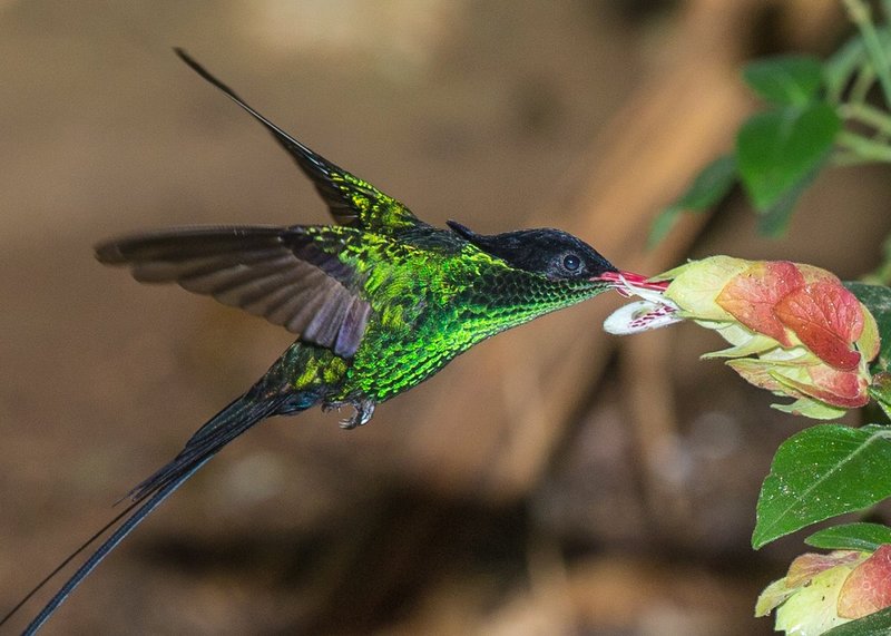 TSJ_20140226_5417-2.jpg :: Streamertail Hummingbird
Doctor Bird 