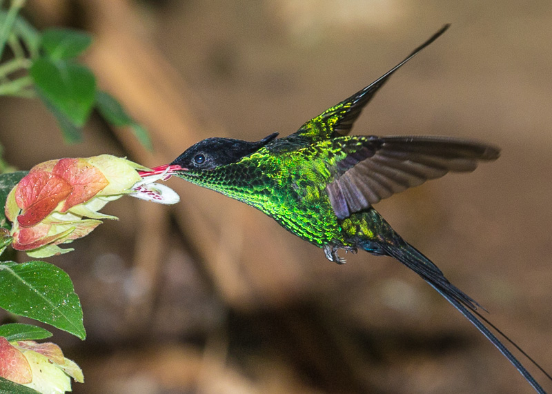 TSJ_20140226_5417_TPFX(1).jpg :: Red-billed Streamertail or Doctorbird