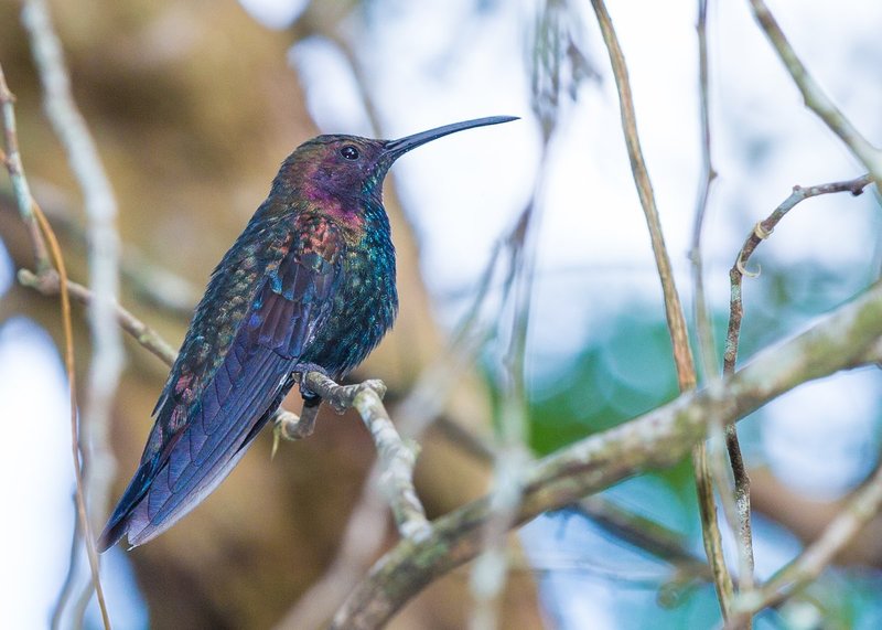 TSJ_20140226_5448.jpg :: Jamaican Mango Hummingbird