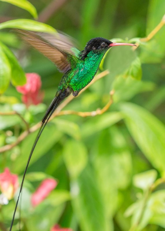 TSJ_20140226_5577-2.jpg :: Red-billed Streamertail or Doctorbird