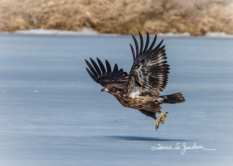 TSJ_20140329_7940(1).jpg :: Juvenile Bald Eagle