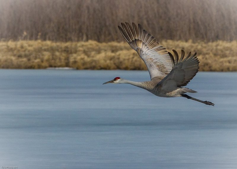 TSJ_20140330_4860.jpg :: Sand Hill Crane in Flight