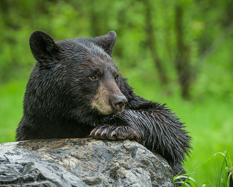 TSJ_20140601_7124(1).jpg :: Black Bear After a Rain