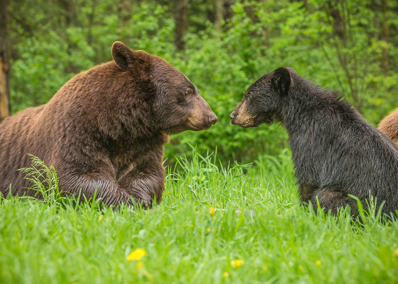 TSJ_20140602_8934(1).jpg :: Nose to Nose Black Bear Mom and Cub