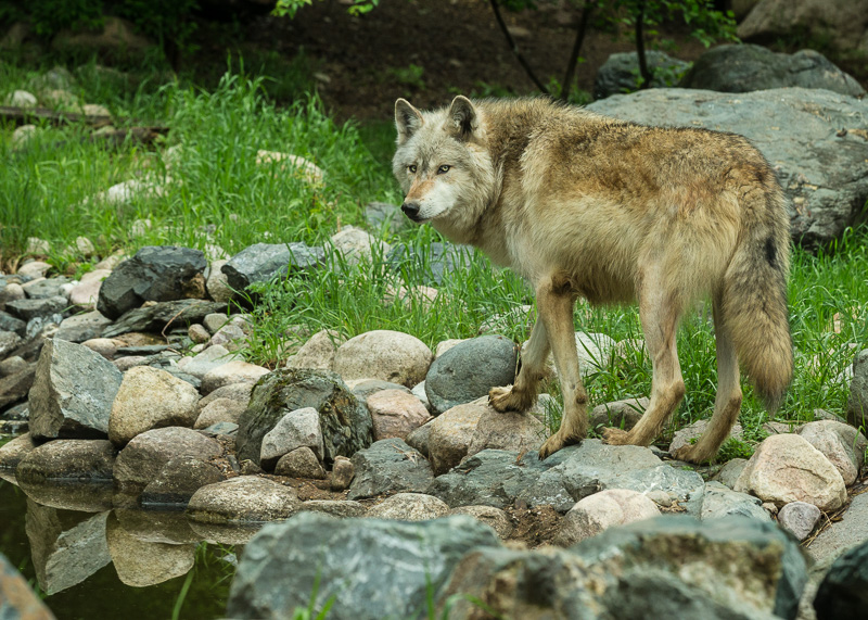 TSJ_20140607_4151(1).jpg :: Gray Wolf