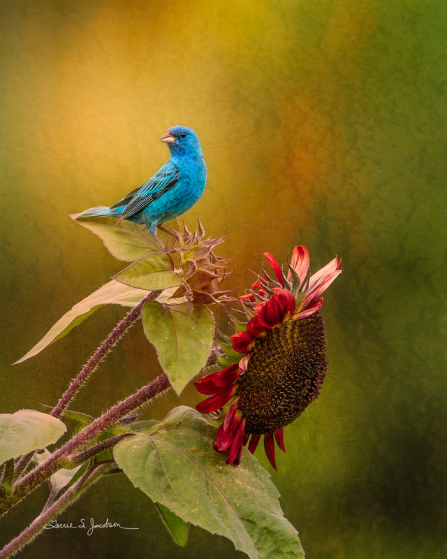 TSJ_20140808_87022.jpg :: Indigo Bunting on Sunflower