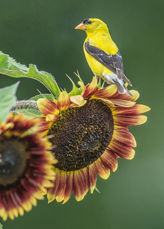 TSJ_20140815_9927-2(1).jpg :: Goldfinch on Sunflower